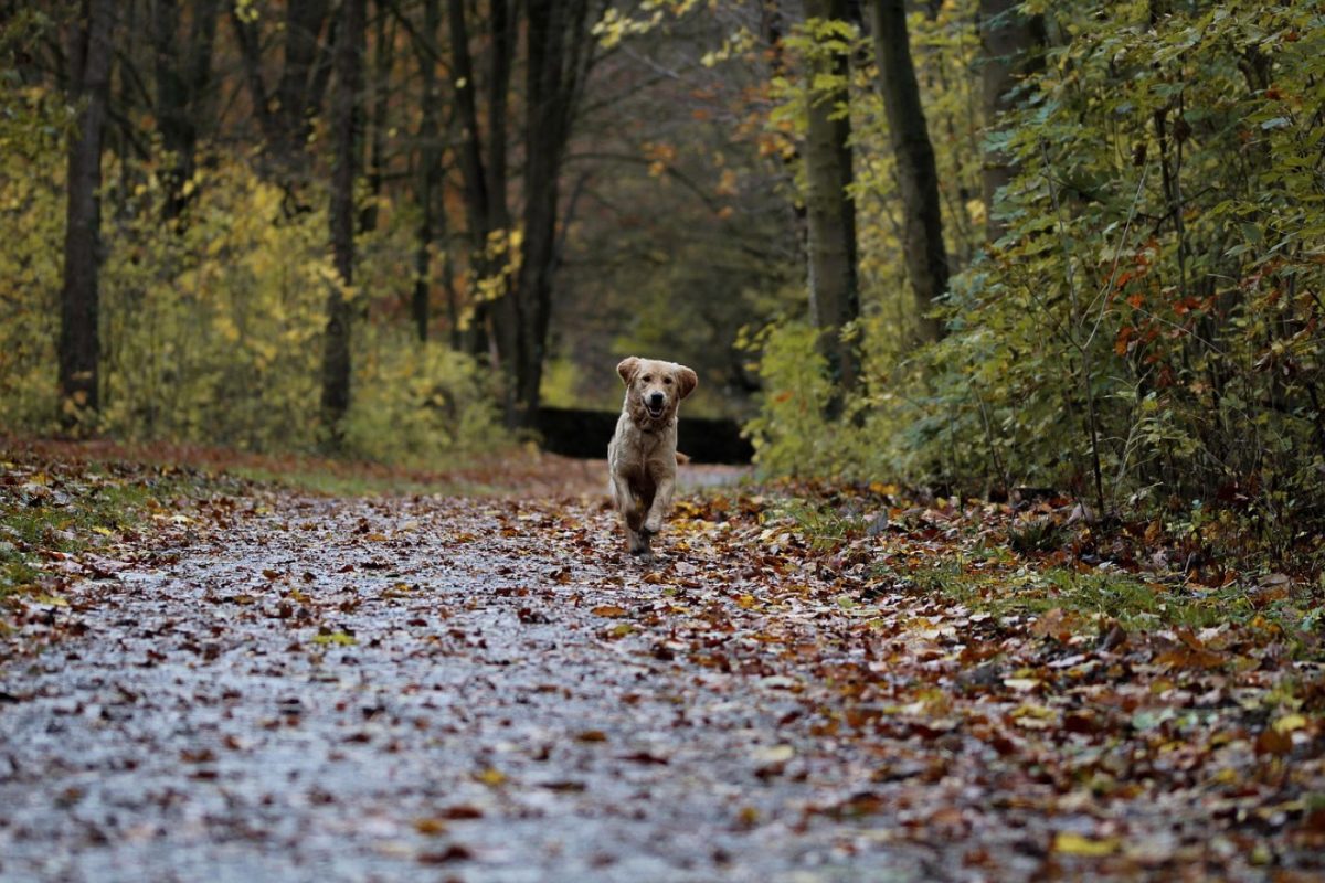 Itinéraire et conseils pour observer la faune sans la perturber