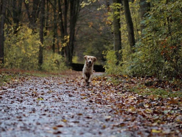 Itinéraire et conseils pour observer la faune sans la perturber