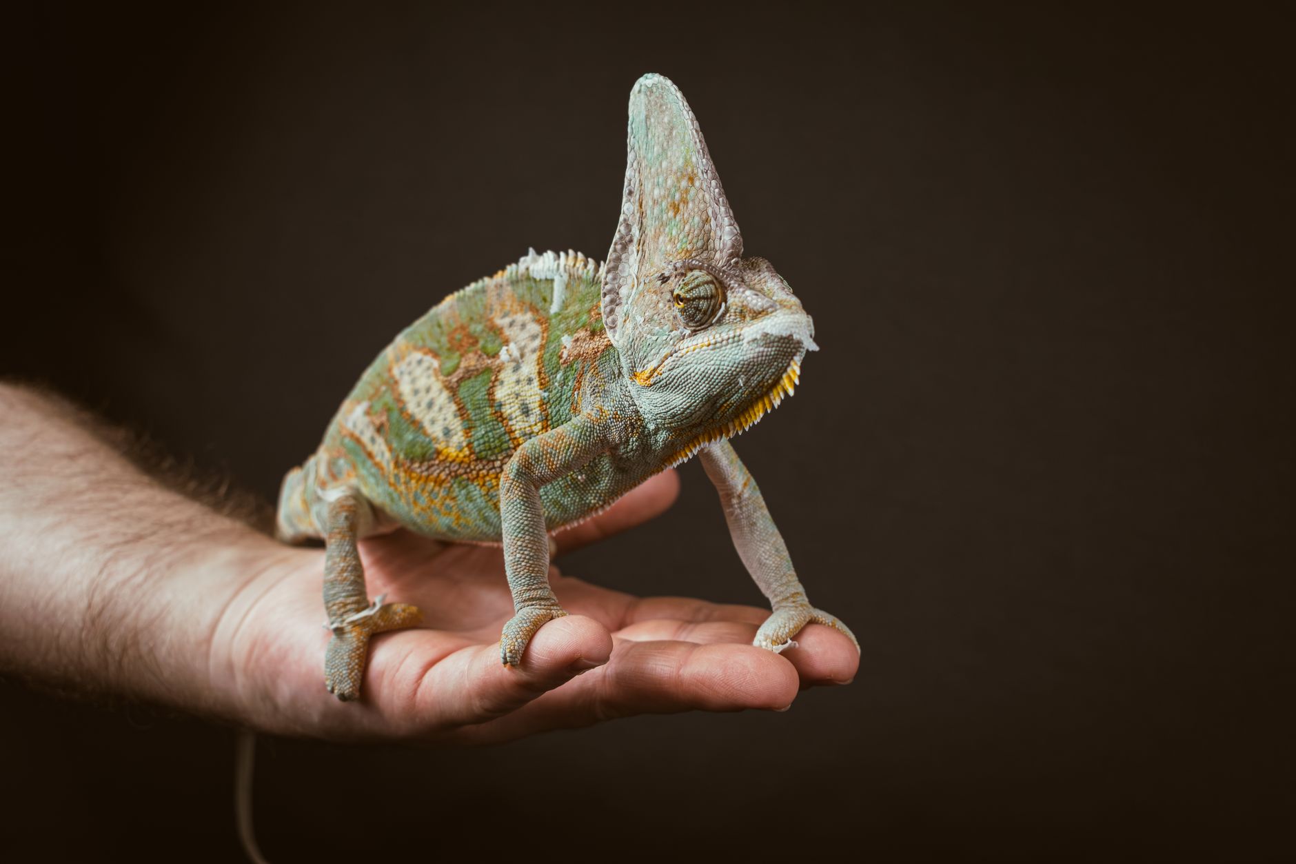 Guide pratique pour l'adoption d'animaux exotiques