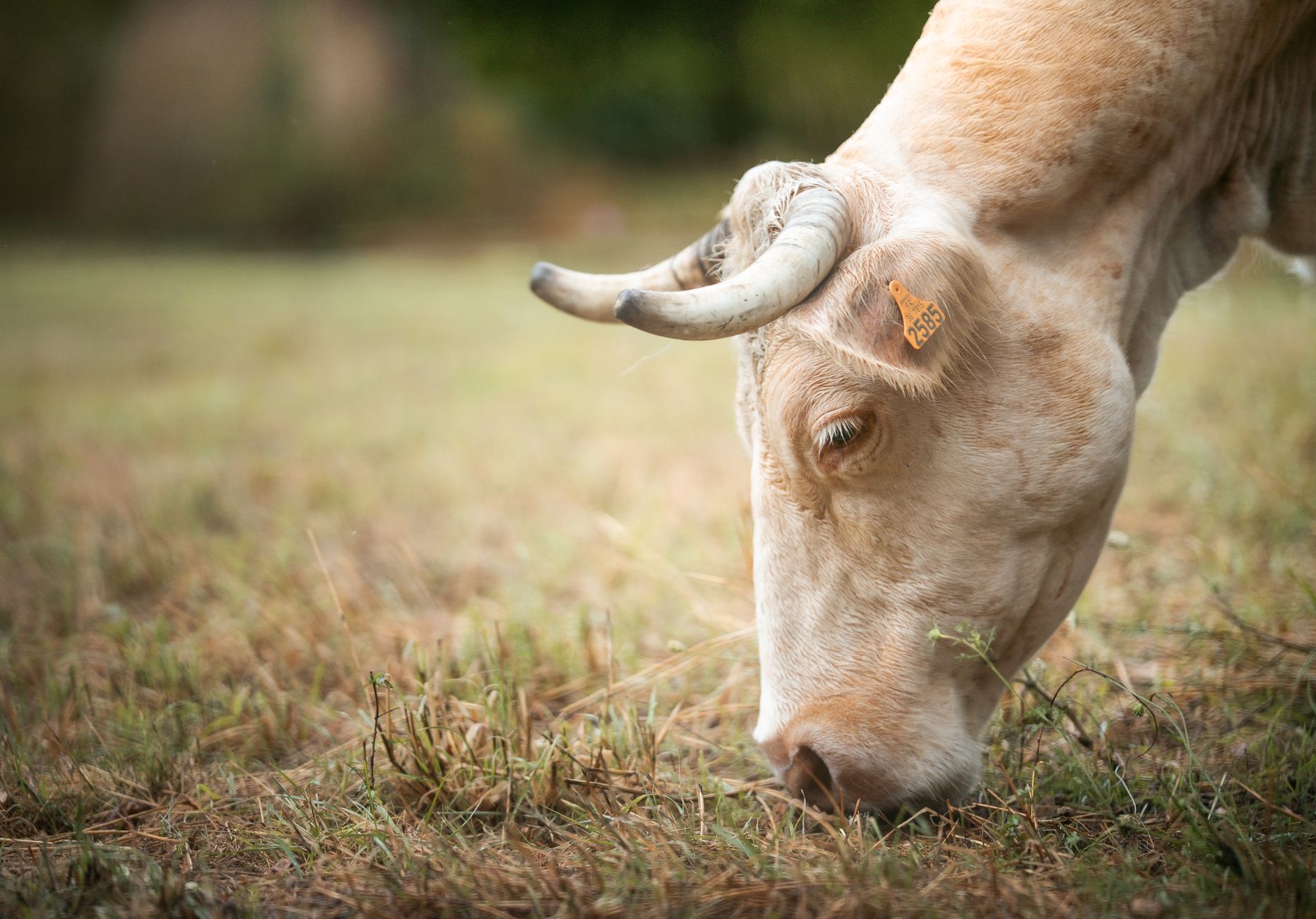 Guide pratique pour adopter un animal