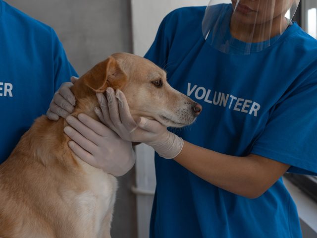 Le bénévolat au service de la protection animale
