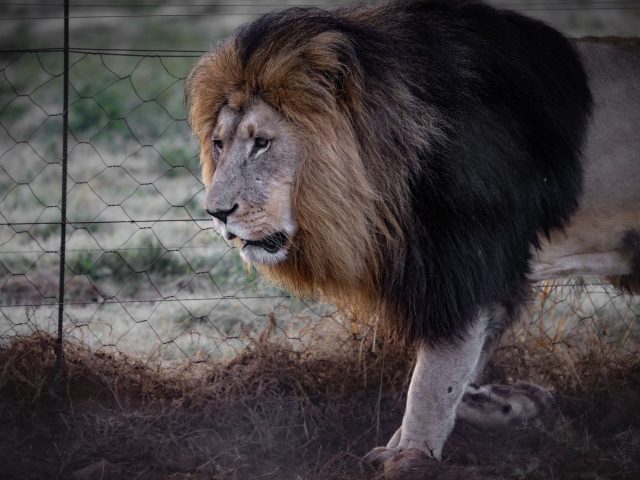 Un nouvel espoir pour les espèces en danger en Afrique du Sud