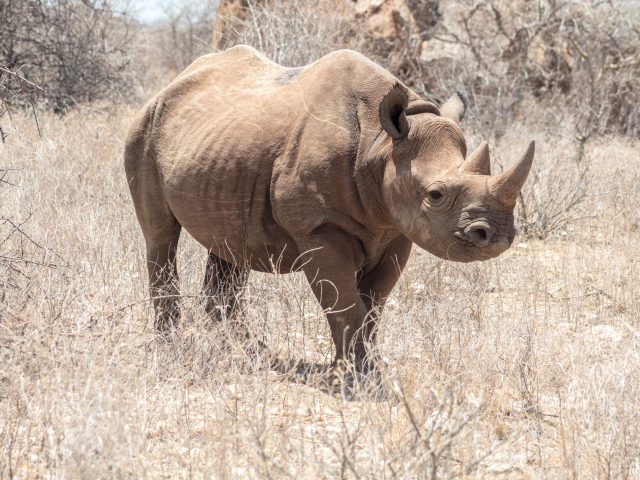 Dès maintenant, protéger un million d’espèces menacées d’extinction