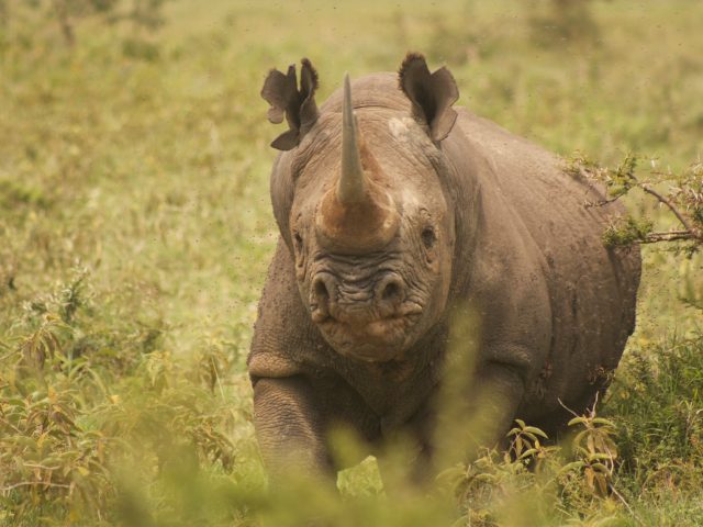 Pourquoi les refuges pour animaux exotiques sont-ils nécessaires ?