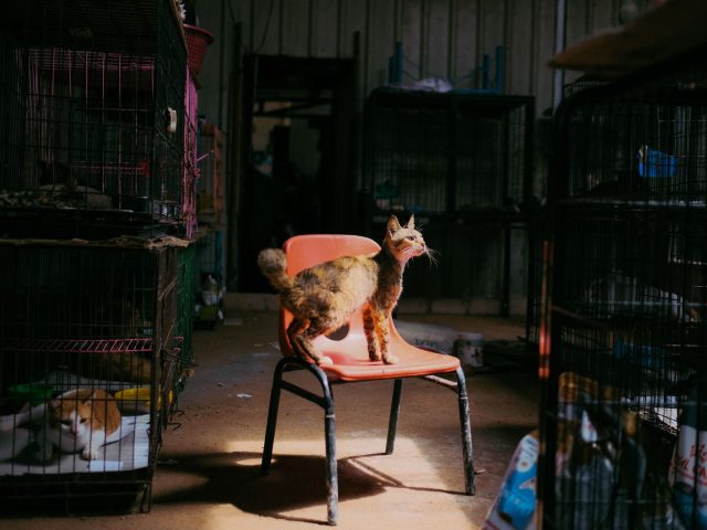 Bénévolat dans les refuges animaliers : un engagement essentiel