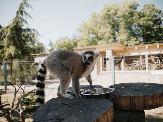 Guide pratique pour choisir un sanctuaire animalier