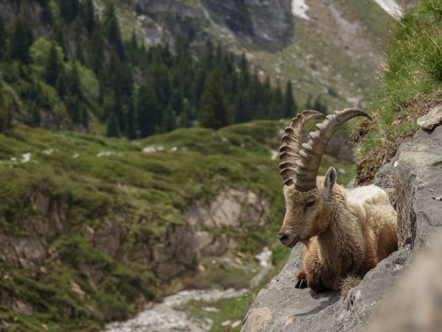 Devenir bénévole pour les animaux : guide pratique