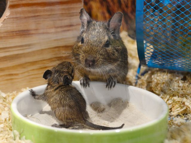 Guide pratique pour l’adoption d’animaux exotiques
