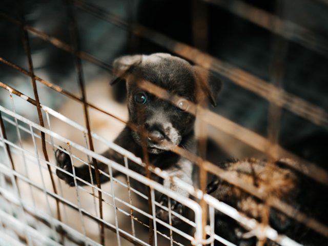 Guide pratique pour adopter un animal