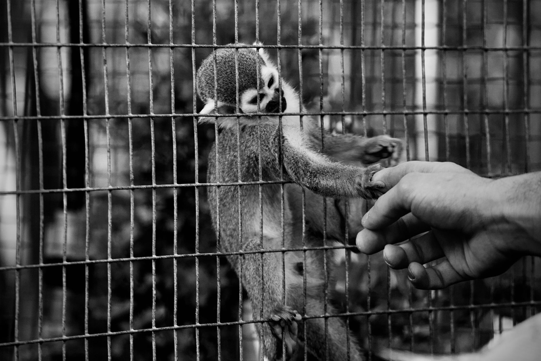 Différences entre refuges et sanctuaires pour animaux