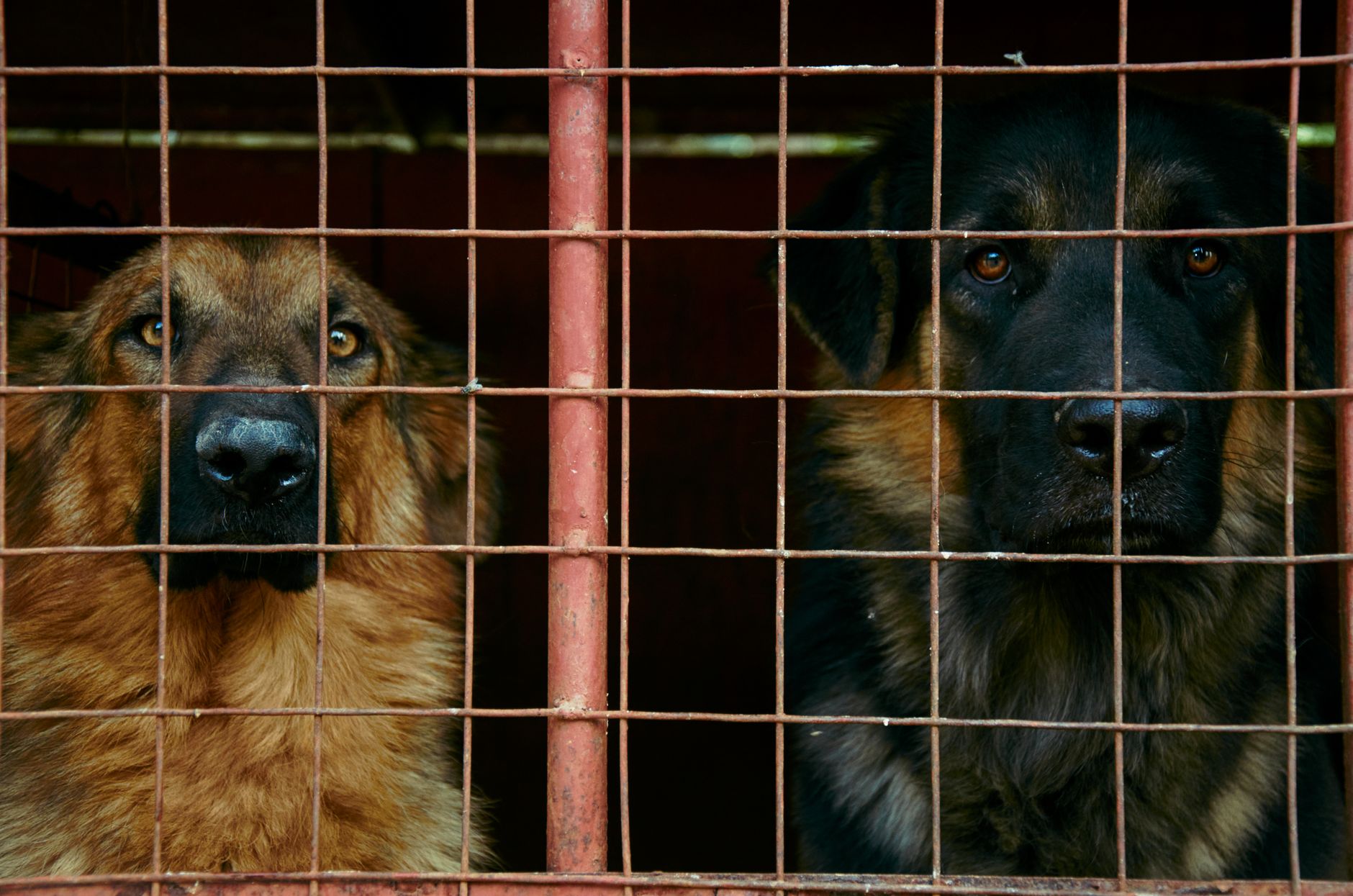 Adoption en refuge vs achat d'animaux : le comparatif