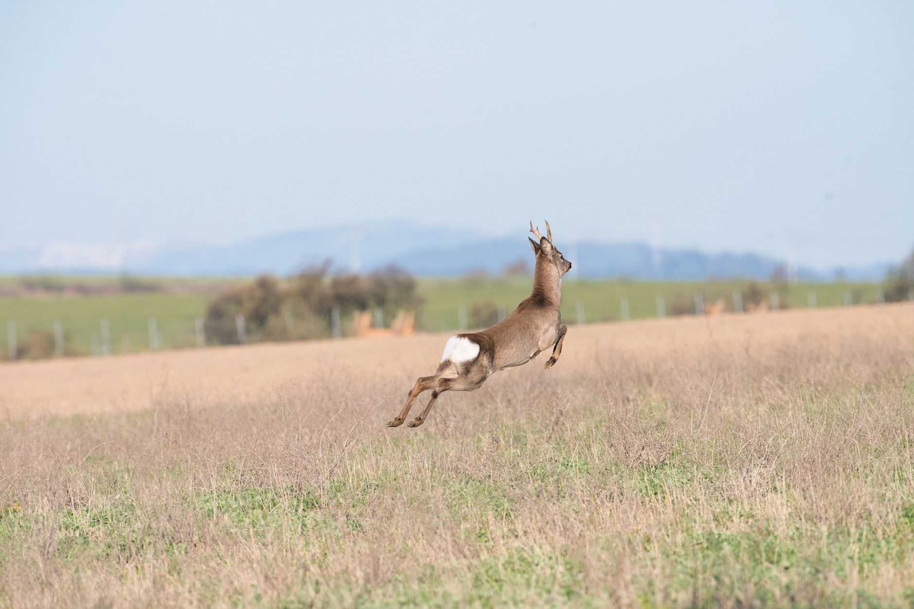 Matériel et règles de sécurité pour intervenir sur la faune