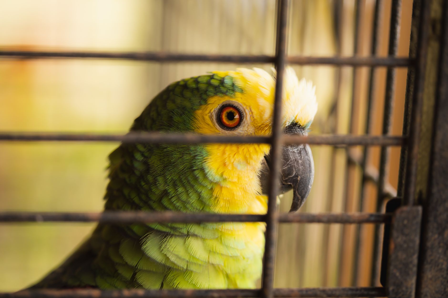 Aménagements à faible impact pour refuges animaliers en Amazonie